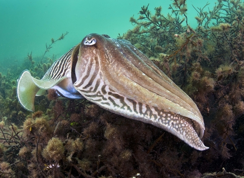 Common Cuttlefish