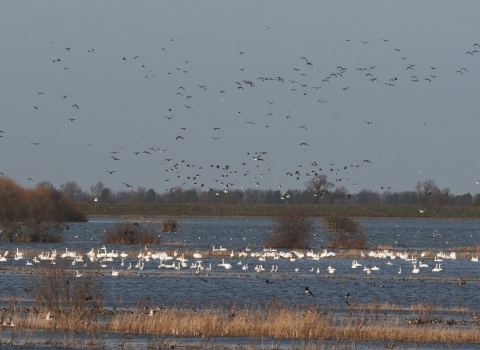 Wildfowl at Ouse Washes NR - Bob Parker