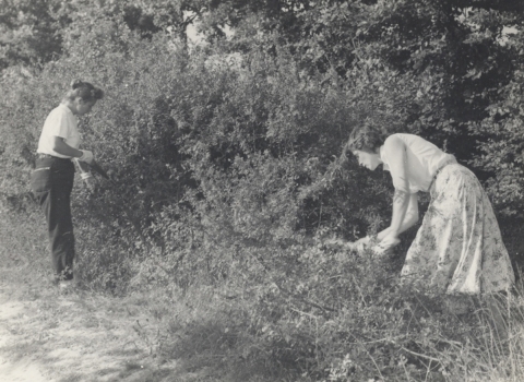 1950s Roman Road 