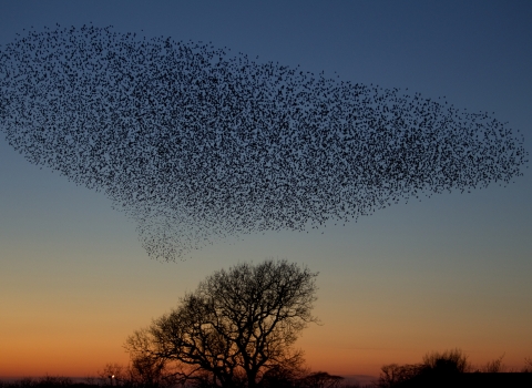 Starling murmuration 