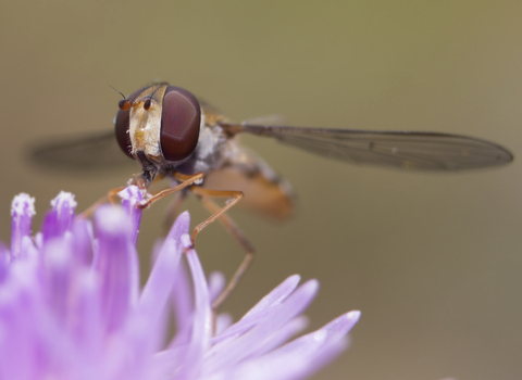 Marmalade hoverfly © Chris Lawrence