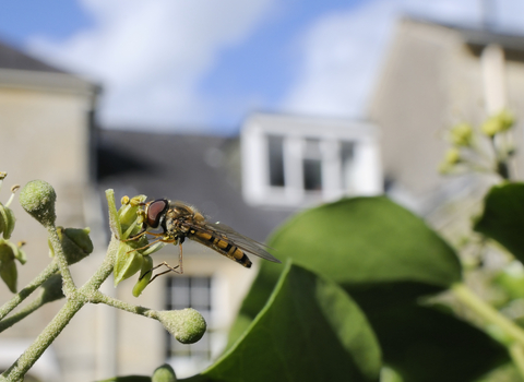 Marmalade hoverfly © Nick Upton/2020VISION