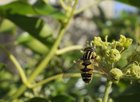 Hoverfly on ivy by Nick Upton