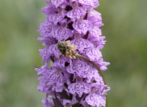 Fulbourn Fen marsh orchid by Luca Patriccioli