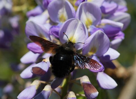 Violet carpenter bee - BE