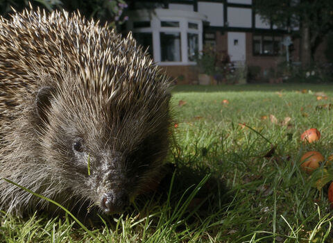 A close up of a hedgehog foraging on a lawn at night