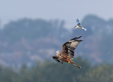 A red kite is mid-flight under a common turn which is chasing it from above
