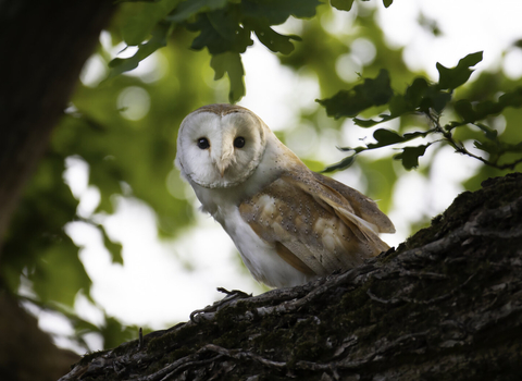 Barn owl looking down from a tree